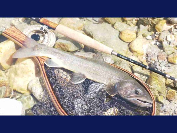 イワナの発達した風貌は正に北アルプスと言わんばかりである。35.5cmだがこの後更に巨大なヌシが現れる。&copy;釣りビジョン