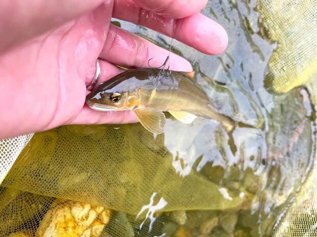 私にも初蛇尾鮎が！ ©釣りビジョン