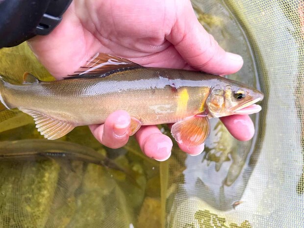 上飛ばしで群れに当たればポツポツと！ ©釣りビジョン