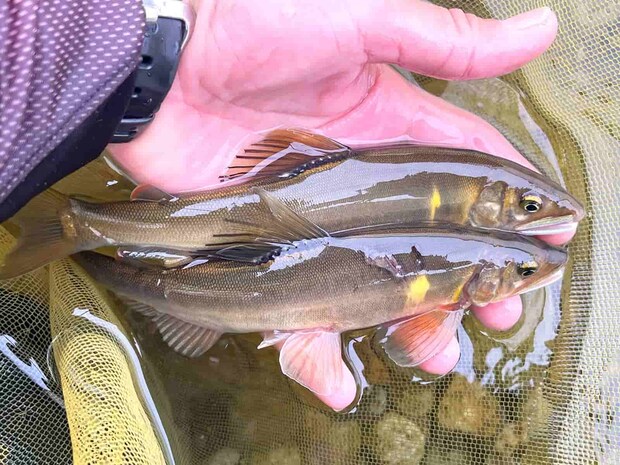 堰堤下で良型連チャン！ &copy;釣りビジョン