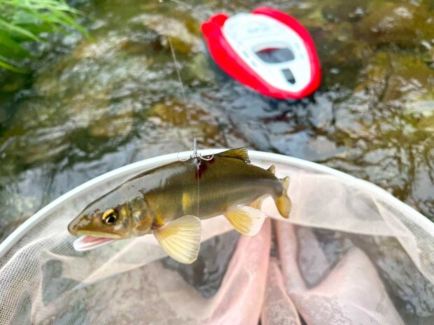 冷たい雨の中でも午後は活性アップ！下流でも連チャン。 &copy;釣りビジョン
