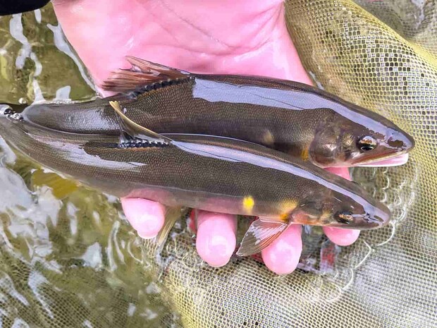 瀬ではサイズアップした鮎が！ &copy;釣りビジョン
