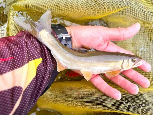 2025年シーズンラスト鮎は良型鮎でフィニッシュ！ &copy;釣りビジョン