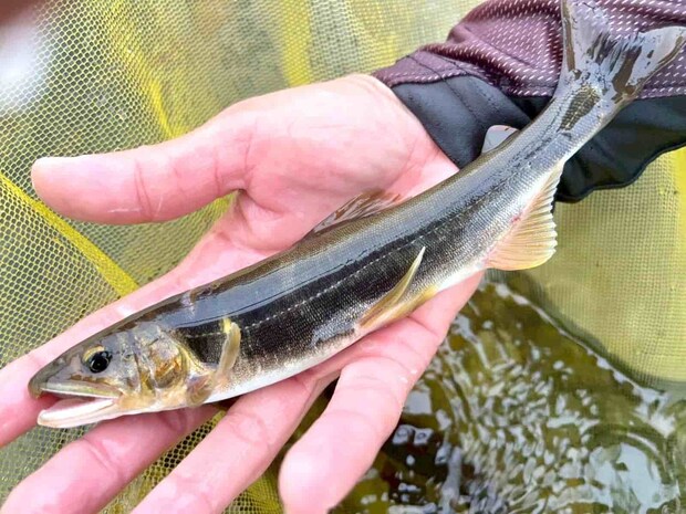 しっかり追ってはくるが、真っ黒に錆びた鮎の姿も…。 &copy;釣りビジョン