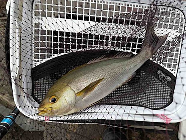 40cmアップの腹パンイサキは釣り味満点！ &copy;釣りビジョン