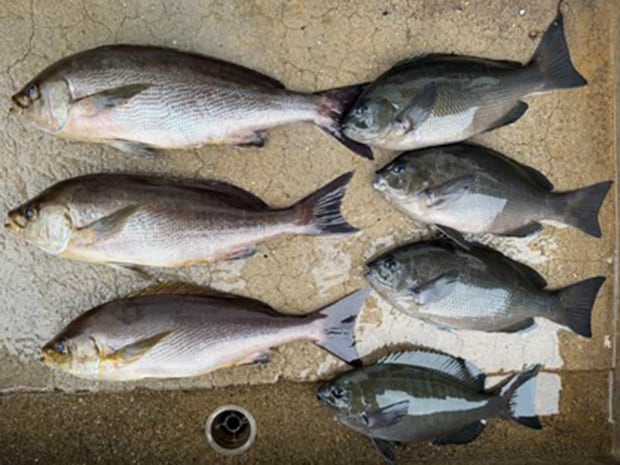 本命の尾長は届かなかったが45cmジャンボイサキに少し安心。 &copy;釣りビジョン