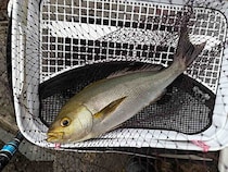 山口県萩市の鯖島1番で秋磯満喫！イサキ＆グレを狙う渡船釣行をレポート