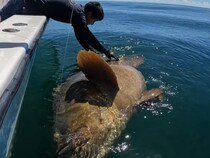 本当に出た！推定500ポンド！フロリダでモンスター級巨大魚と壮絶な戦い！