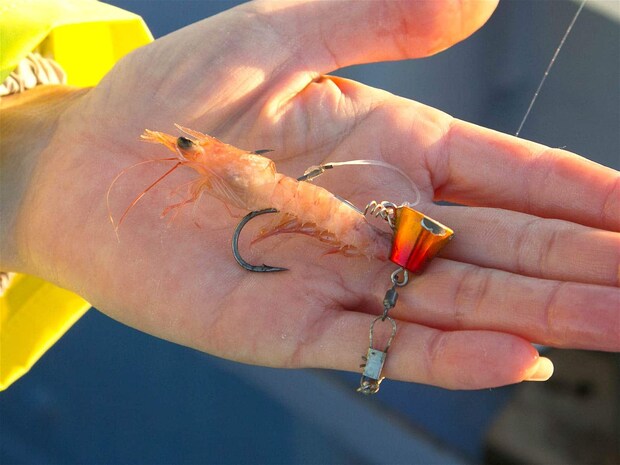 テンヤは3号から10号位迄用意しておくと安心。 ©釣りビジョン