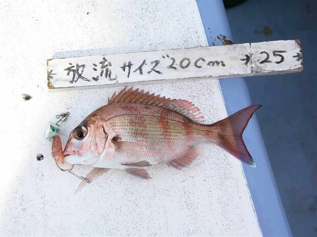 ゲージがあるのでリリーズサイズを簡単に測れる。 &copy;釣りビジョン