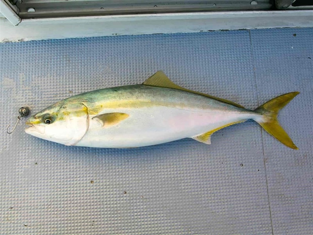 太い体型、この時期しゃぶしゃぶに最高だ。 &copy;釣りビジョン