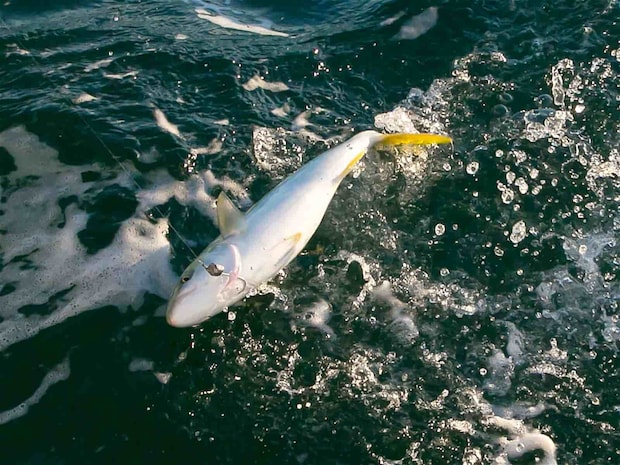 イナダが浮上。 &copy;釣りビジョン