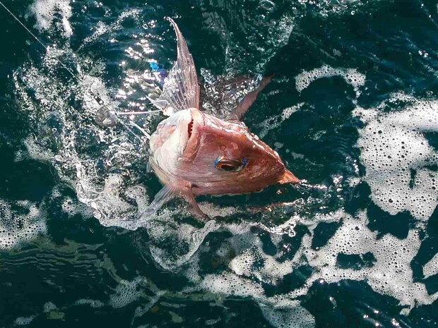 次々にマダイが上がる。 &copy;釣りビジョン