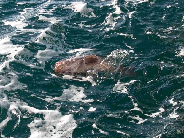 いいサイズのマハタだ。 &copy;釣りビジョン