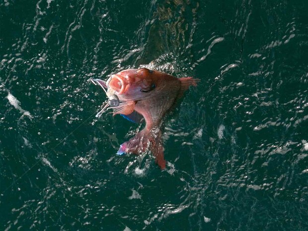 いい型だ。 &copy;釣りビジョン