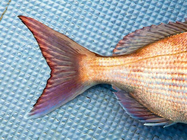 尾鰭の黒い縁がマダイの証。 &copy;釣りビジョン