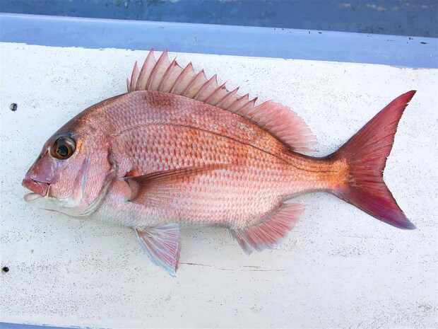 この時期ならではの「濃いピンク」のマダイ。 &copy;釣りビジョン