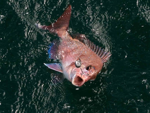 良型は無理せずネットを使おう。 &copy;釣りビジョン