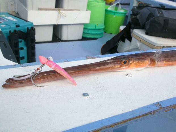 喰うのが上手なのか？ 皆さん興味深々。  &copy;釣りビジョン