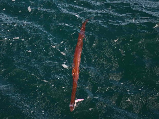 自分にヒットしたのは何と。 &copy;釣りビジョン