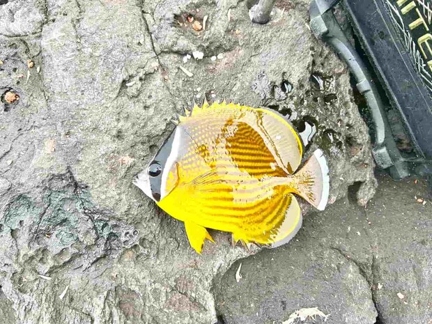 足元はチョウチョウウオの群れが元気にエサをついばんだ。 ©釣りビジョン