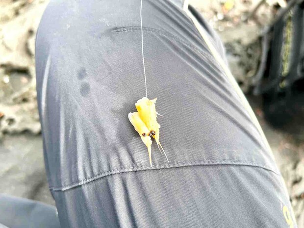 ボイルオキアミの頭2つ掛けが功を奏した &copy;釣りビジョン