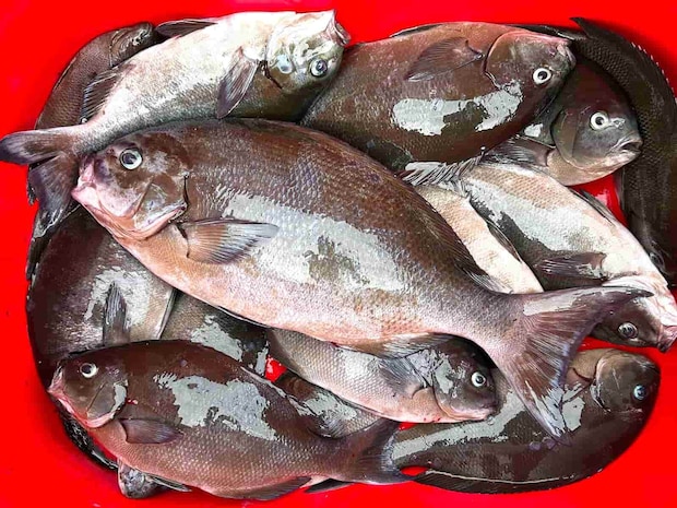 この日の釣果。中型サイズが多く釣れた。 &copy;釣りビジョン