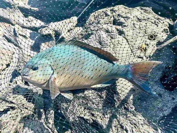 そのタイミングで姿を現した42cmの美しいオナガ！ &copy;釣りビジョン