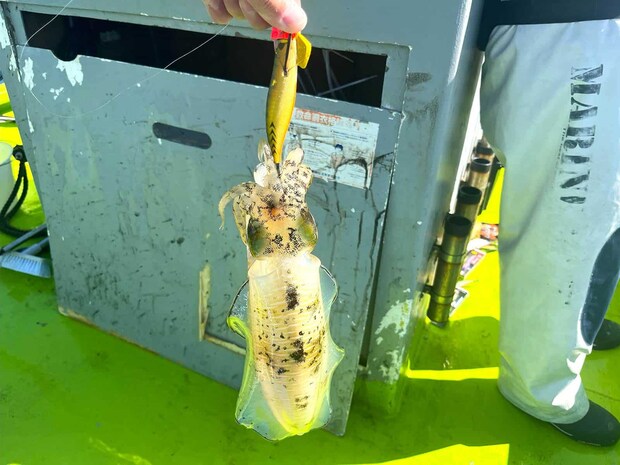 【ティップランナー響3.5号】での釣果。カラーは「アジ/ゴールド」です。 &copy;釣りビジョン