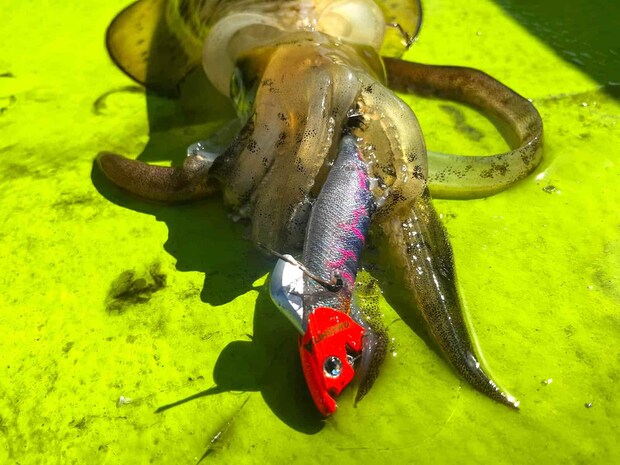 がっつり抱いてます。　潮が流れてきたため、10gのシンカーでウエイトを調整。 ©釣りビジョン