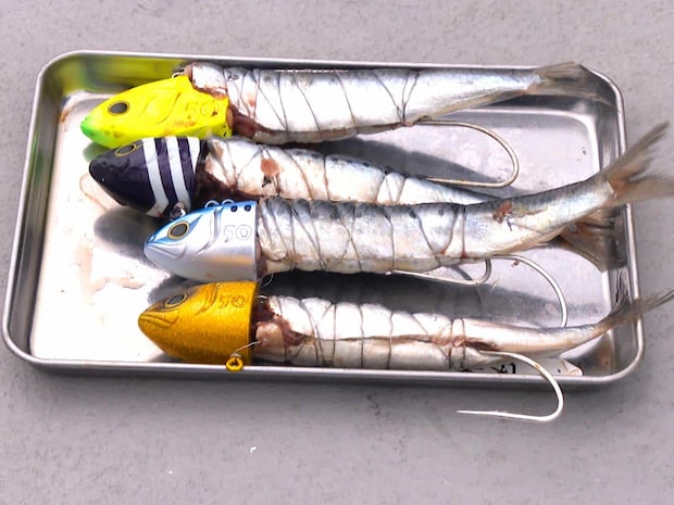 エサは冷凍マイワシ。©釣りビジョン
