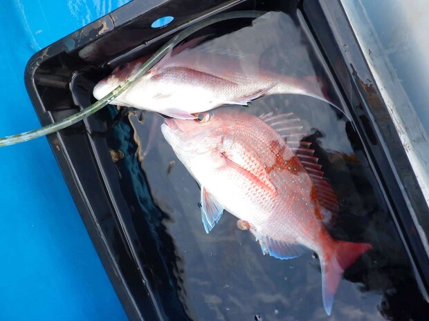 魚はエラをハサミで切って海水桶に入れ、血抜きしてクーラーボックスに入れると良い。 &copy;釣りビジョン