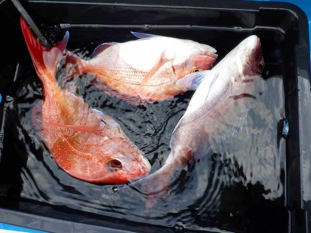 この日の喰いは、1日ポツポツ＆時たまラッシュ！良い感じでした！ &copy;釣りビジョン