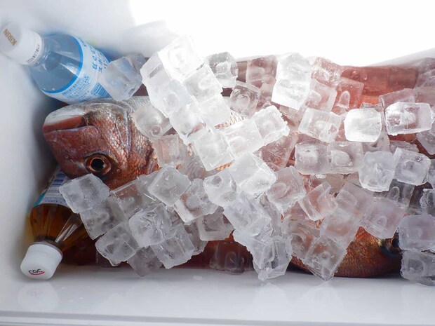 船から上がりペットボトル氷を返却、代わりにたっぷりの氷を頂いた。 &copy;釣りビジョン