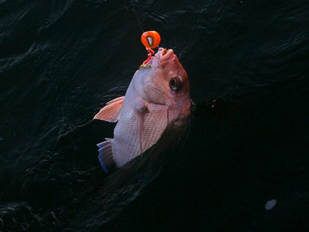 上がって来たのは本命のマダイ。 &copy;釣りビジョン