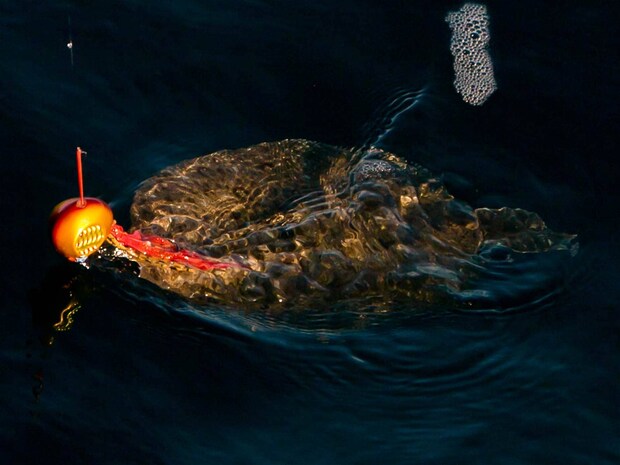 タイラバは様々な魚が釣れるのも楽しい。 &copy;釣りビジョン