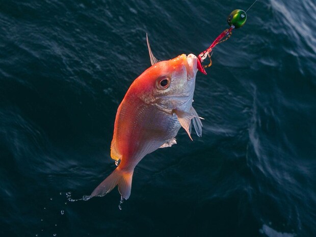 深いポイントではキダイも好反応。 &copy;釣りビジョン