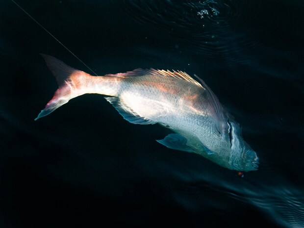 良型浮上。 &copy;釣りビジョン