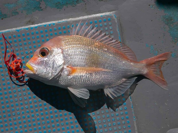 今回、キダイも含め赤いネクタイに効果がある様だった。 &copy;釣りビジョン