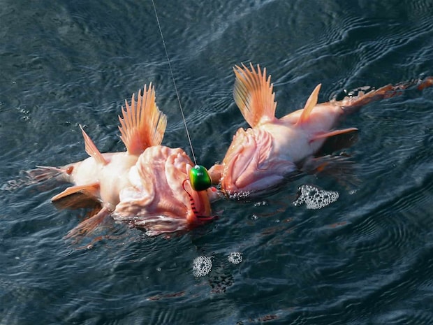 これはビックリ。 &copy;釣りビジョン