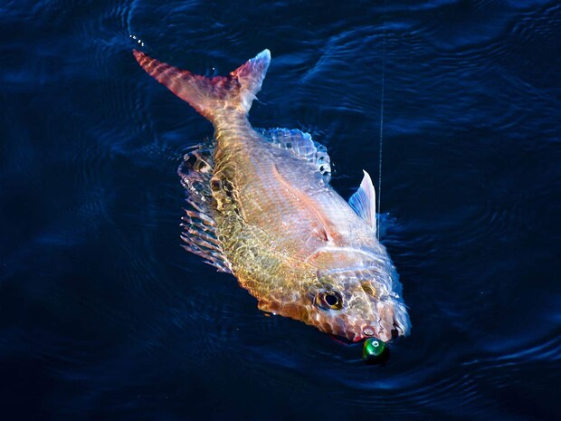 綺麗なマダイが上がって来た。 &copy;釣りビジョン