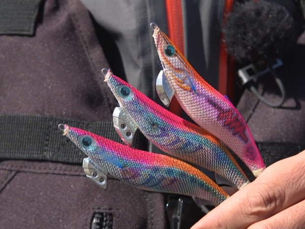 今回使用したエギ王シリーズのエギ王サーチ、ライブ、K。喰い気のある秋のアオリイカではアピール力の強いサーチ、動きの大きいライブが主軸となる。浅場の多い深浦の磯などでは特にシャロータイプが有効とのこと。アピール力の強いエギ王サーチのシャロータイプ、安定フォールのエギ王Kシャロータイプ、スーパーシャロータイプを用い、普段エギングのポイントにならないような場所を攻略していく。&copy;釣りビジョン