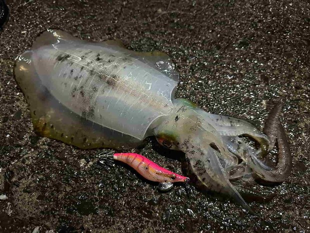 9～10月はアオリイカもよく釣れた。 &copy;望月俊典