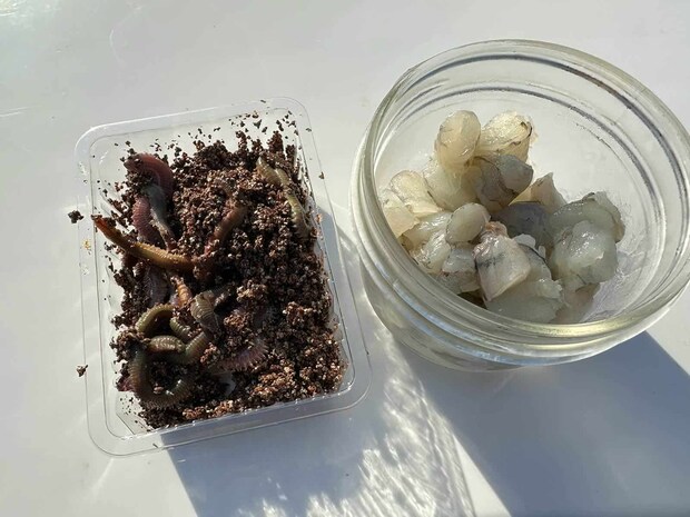 用意したエサはアオイソメと解凍したエビ。エビはさらに小さく切って使った。 ©望月俊典