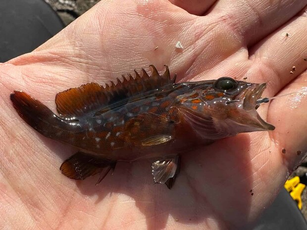 キジハタの幼魚もよく釣れたが、小さすぎるのでリリース。 &copy;望月俊典