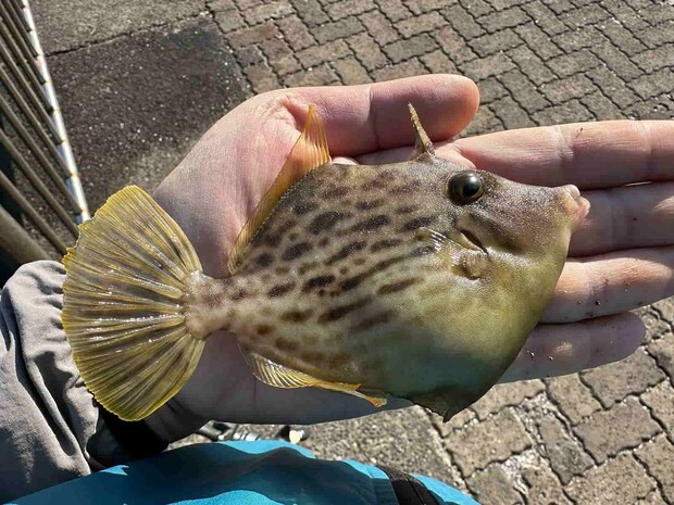 そしてついに来た、本命魚！サイズはほどほどだが、見事な肝パン！ &copy;望月俊典