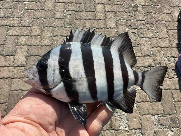 小さくてもカッコいい、サンバソウ（イシダイの幼魚）。 &copy;望月俊典