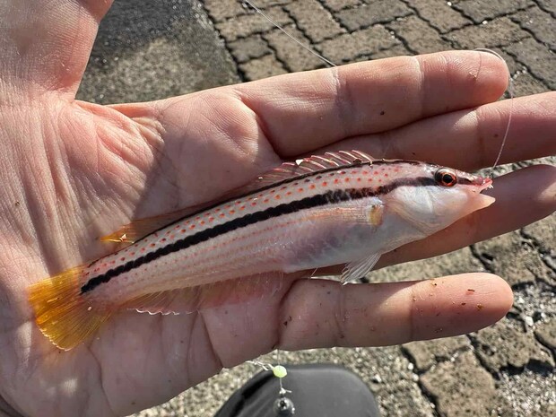 キュウセンも何匹か釣れた。ベラってどうして美味しそうに見えないんだろう…？ &copy;望月俊典