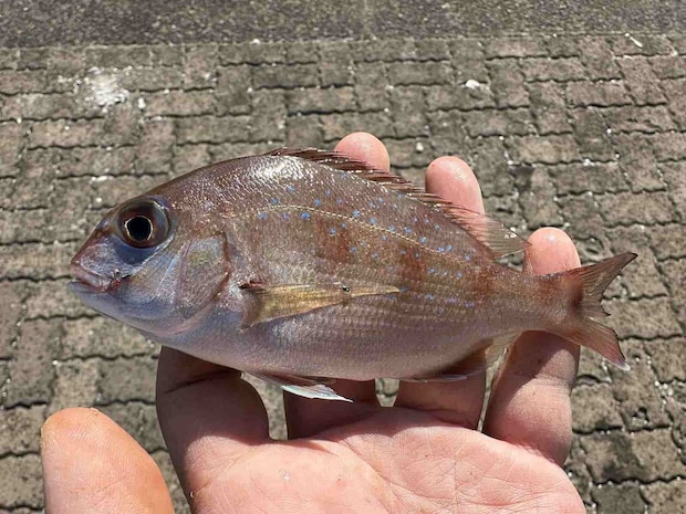 こちらはチャリコ。6匹と、今回は一番数が釣れた。 &copy;望月俊典