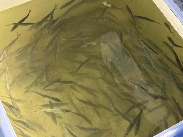エサは型の揃った中羽の活きイワシ。 &copy;釣りビジョン